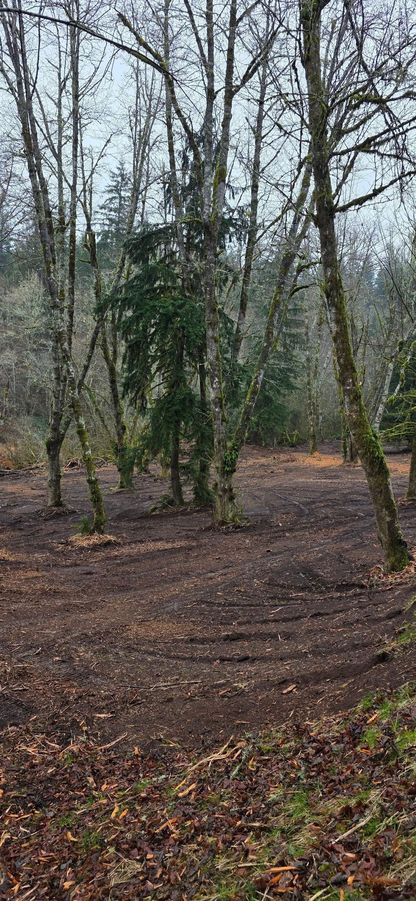 Leafless trees in a damp woodland with a leaf-covered ground under gray skies