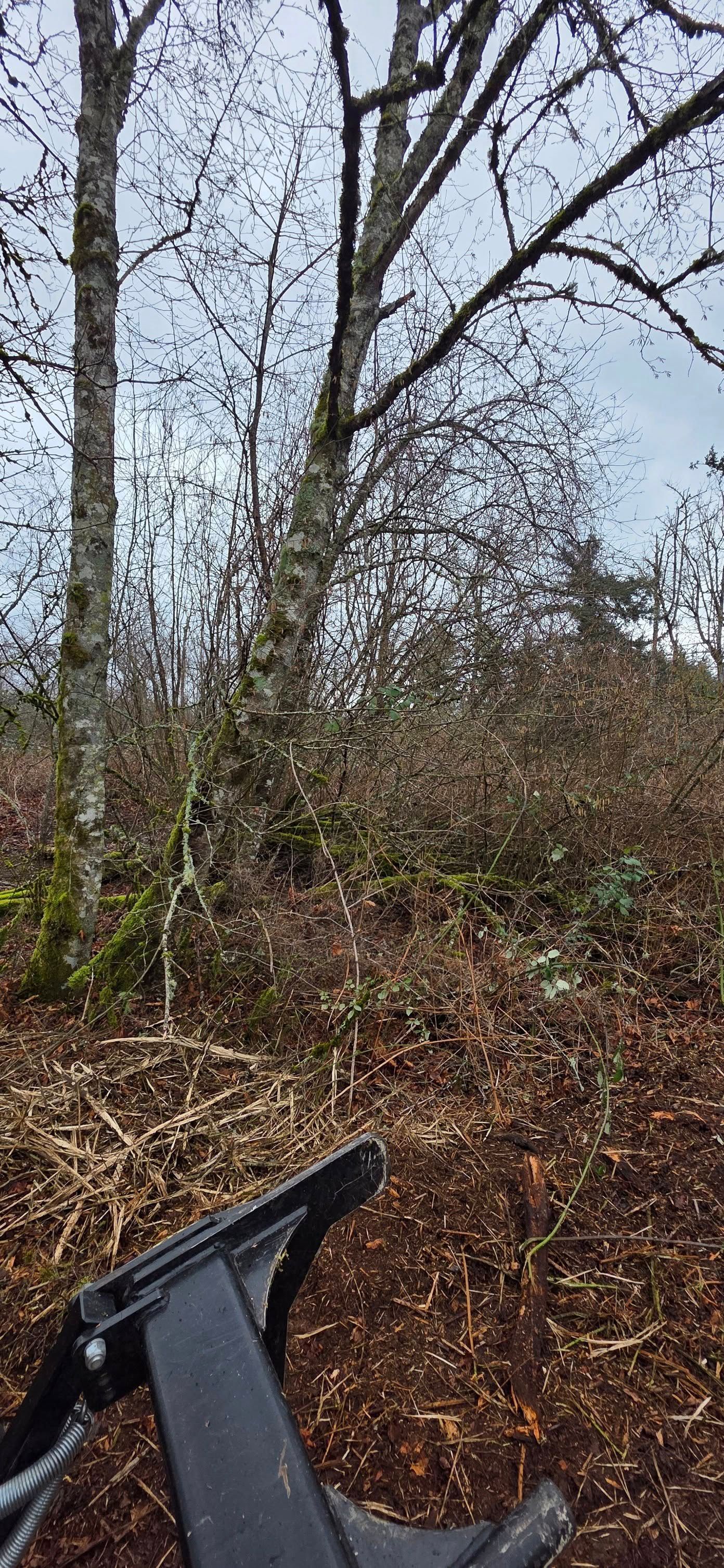 Leafless trees and dense brush in a woodland; a black object appears at the bottom edge.