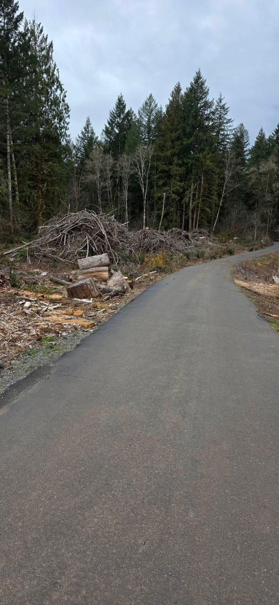 Paved road curving through a forest with cut trees and brush piles along the roadside