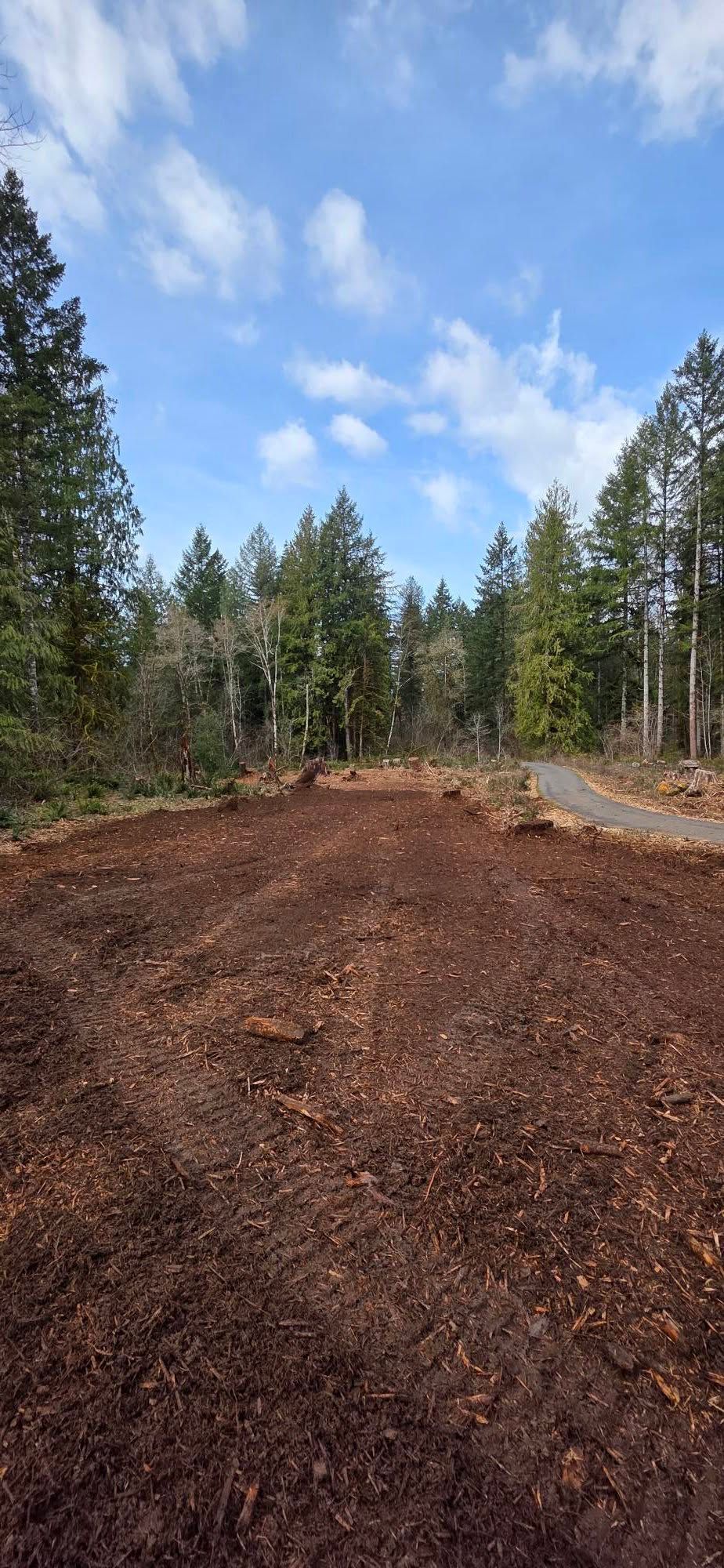 Freshly cleared dirt road beside pine trees under a blue, cloudy sky