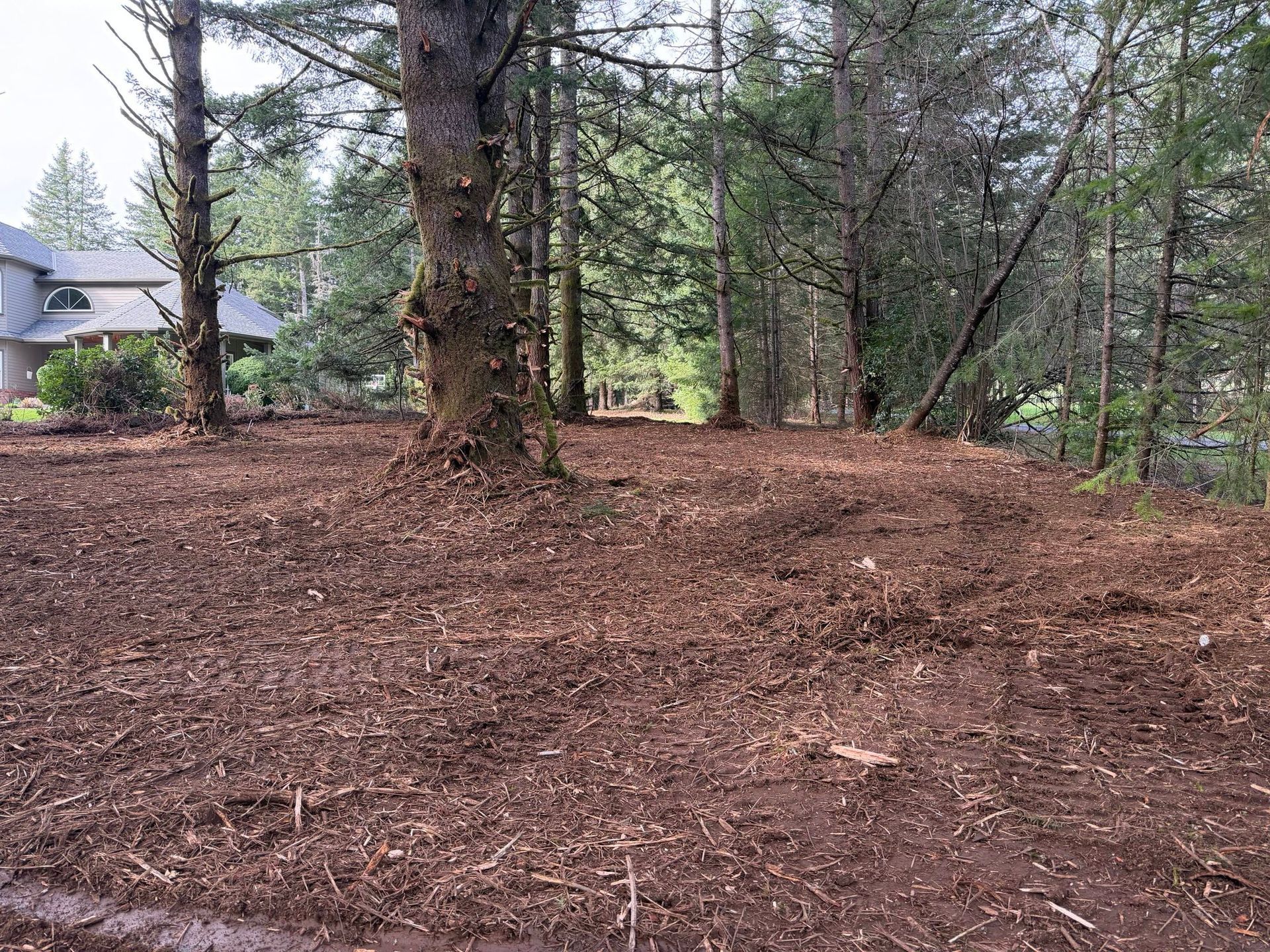 Wooded backyard with a freshly cleared dirt and mulch area, trees, and a house in the background