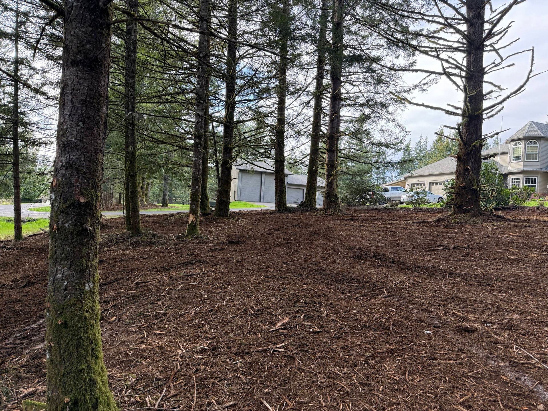 Wooded yard with tall trees, brown mulch, and houses visible in the background