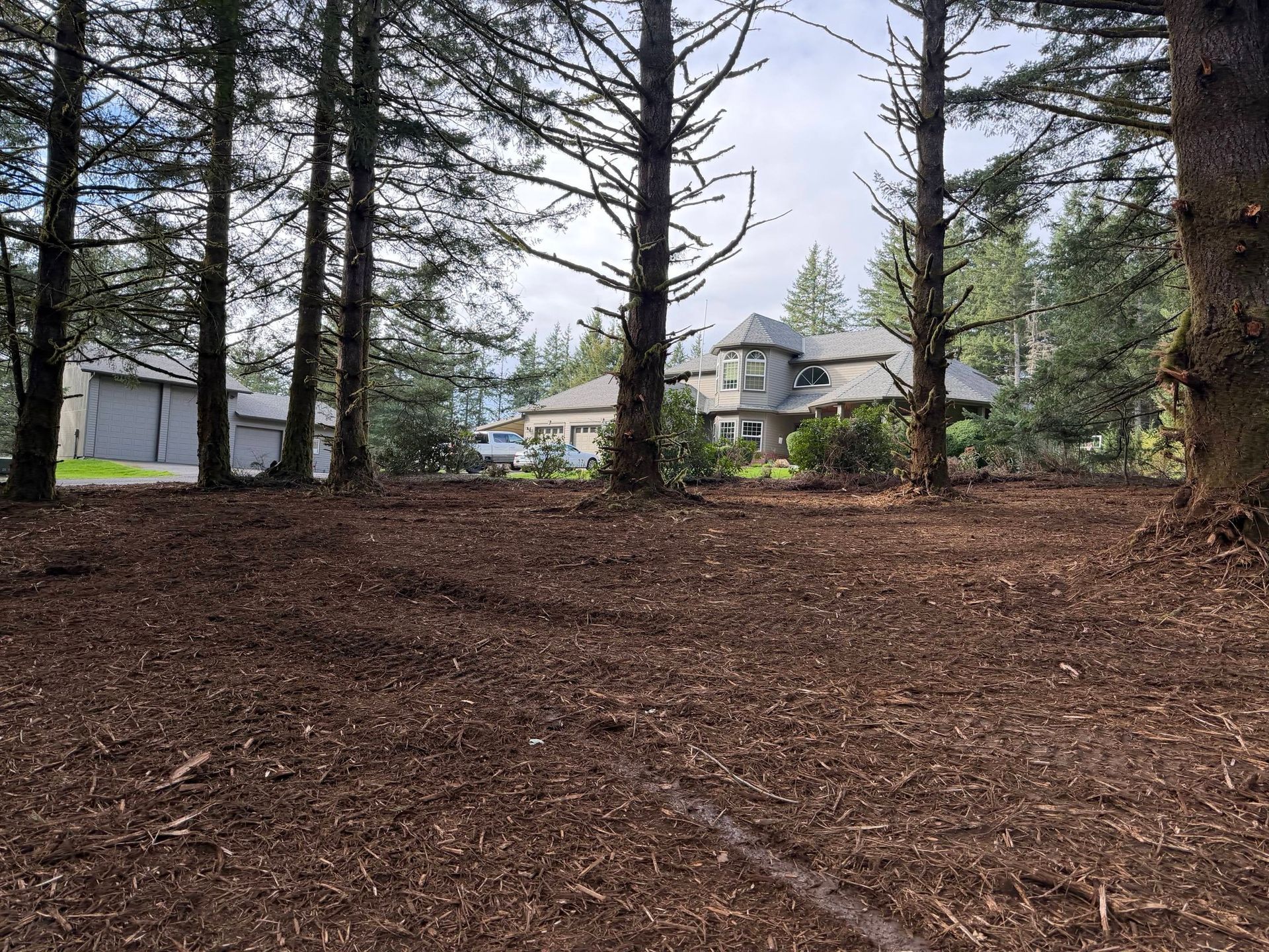 Tall pine trees in a wooded yard with houses visible in the background under a cloudy sky