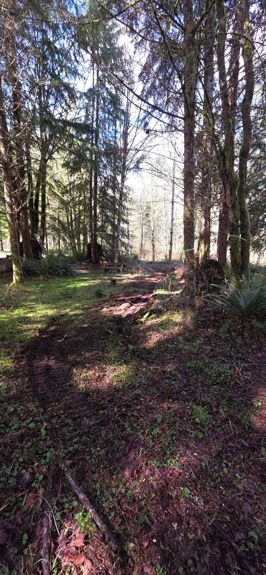 Narrow forest path with tall trees and sunlight filtering through the woods