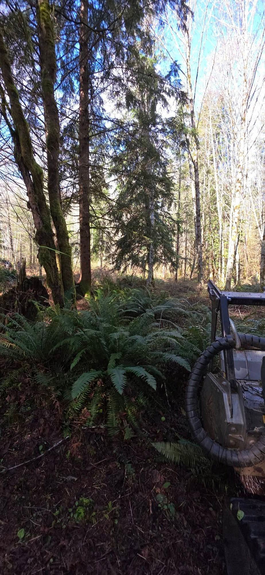 Sunlit woodland garden with ferns, tall trees, and a stone railing beside a path