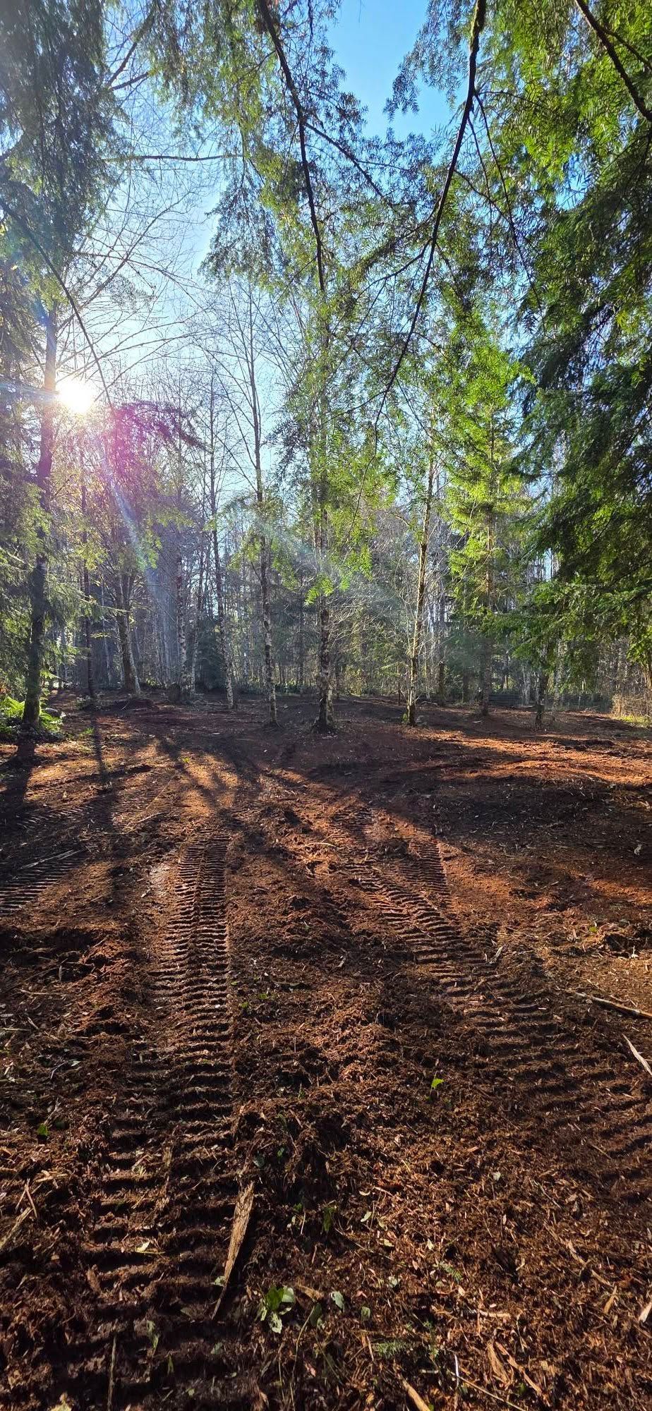 Sunlit forest with tall trees, long shadows, and leaf-covered ground