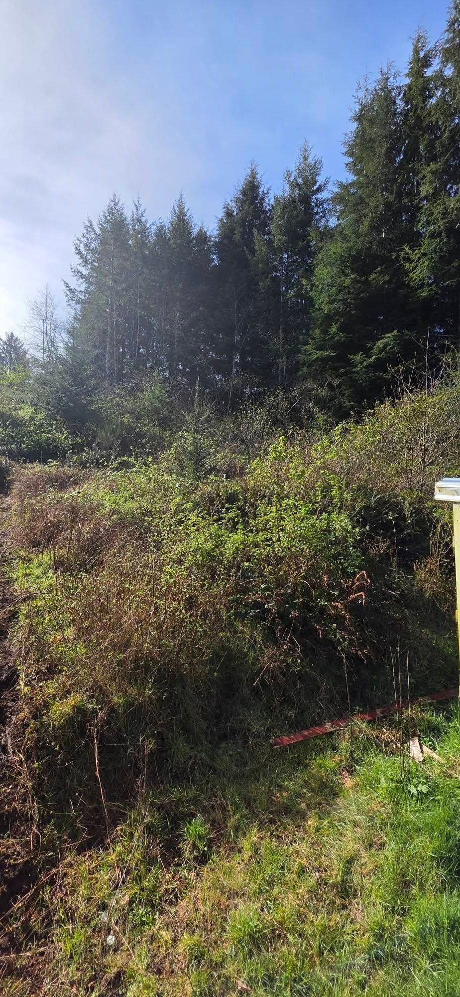 Sunlit forest hillside with evergreen trees, dense shrubs, and clear blue sky