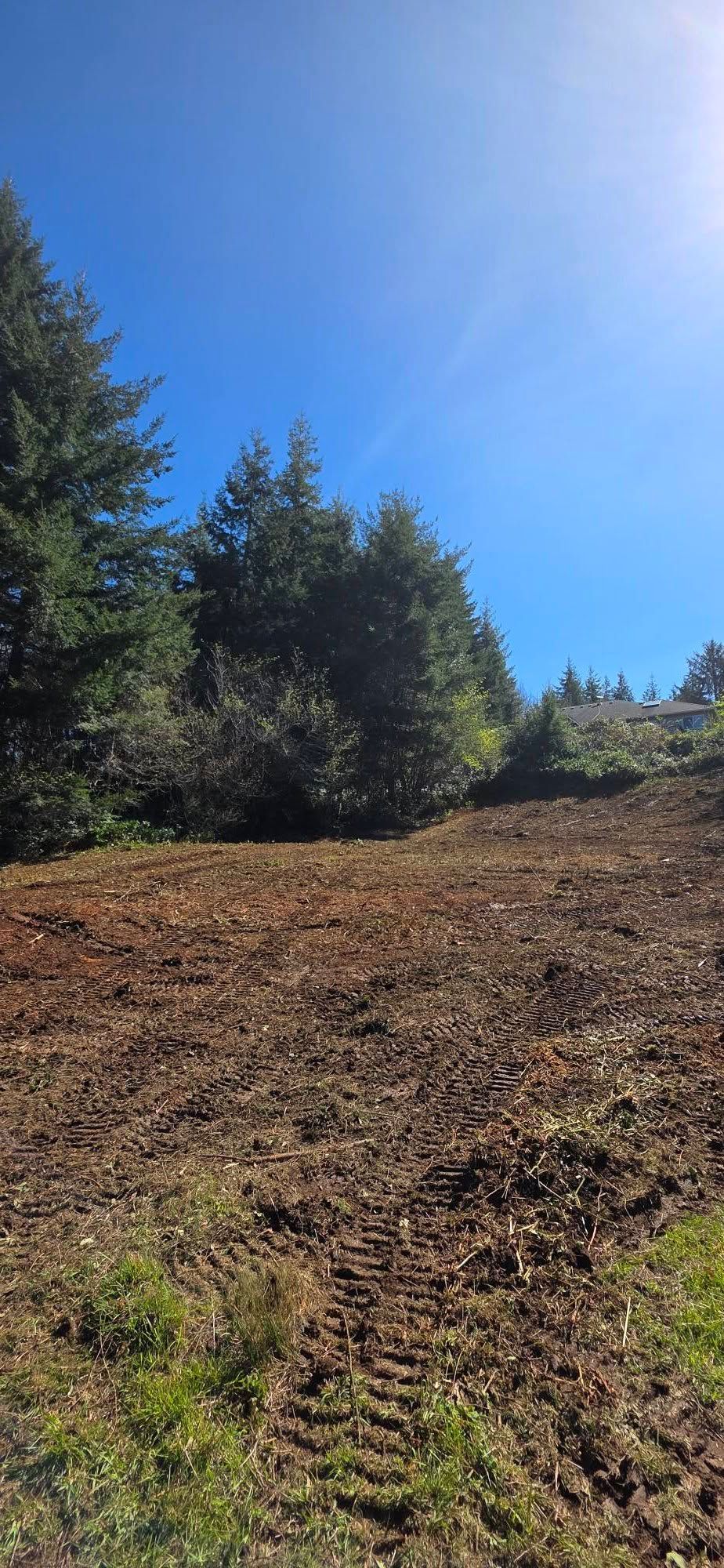 Steep brown hillside with sparse greenery and tall evergreen trees under a bright blue sky