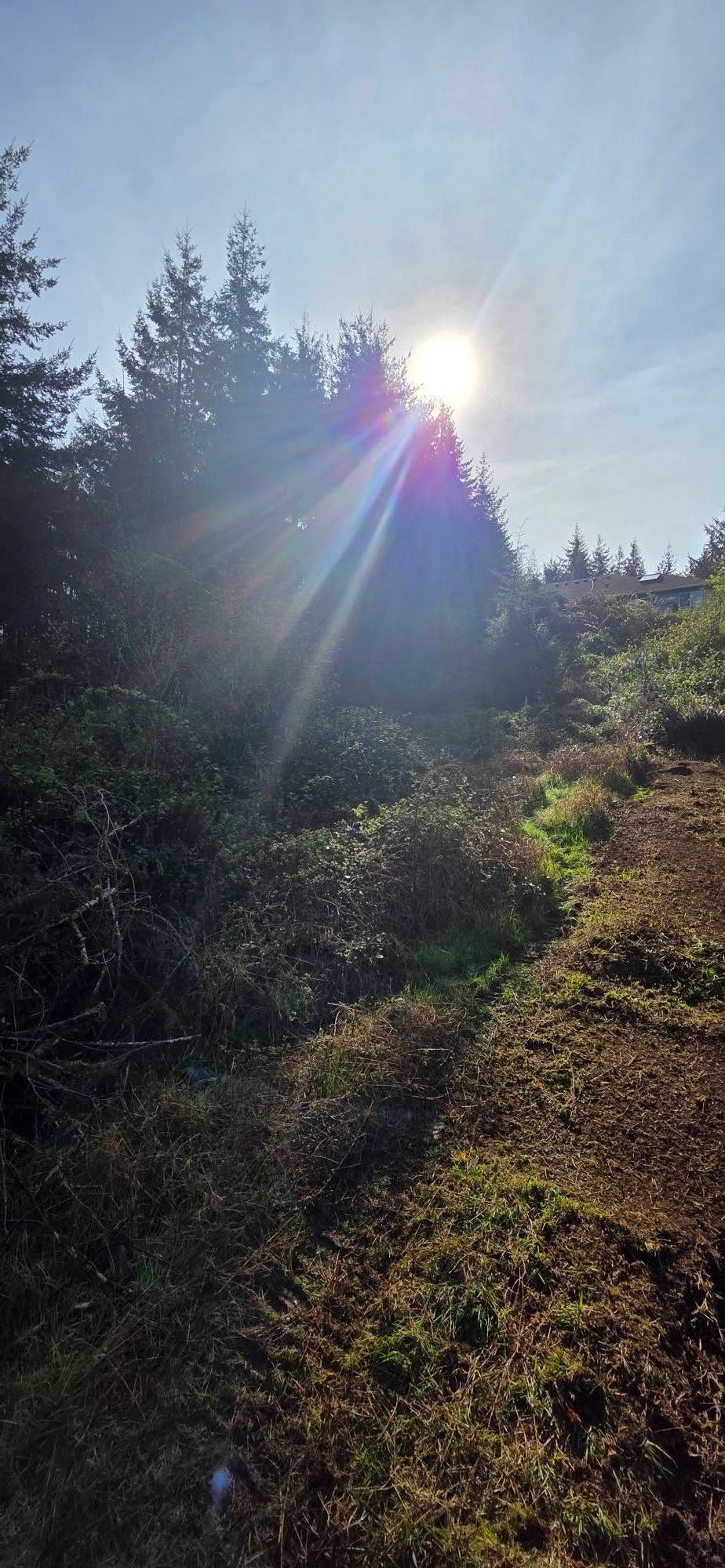 Sunlit forest hillside with tall evergreen trees and bright sun rays shining through the branches