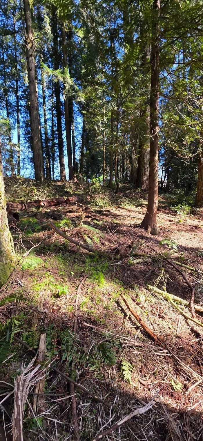 Wooded hillside with tall trees, dappled sunlight, and a leaf-covered ground