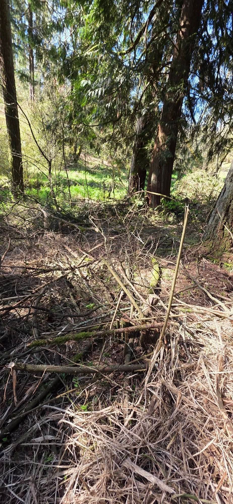 Dense brush and trees in a sunlit wooded area, with dry branches and green ground cover.