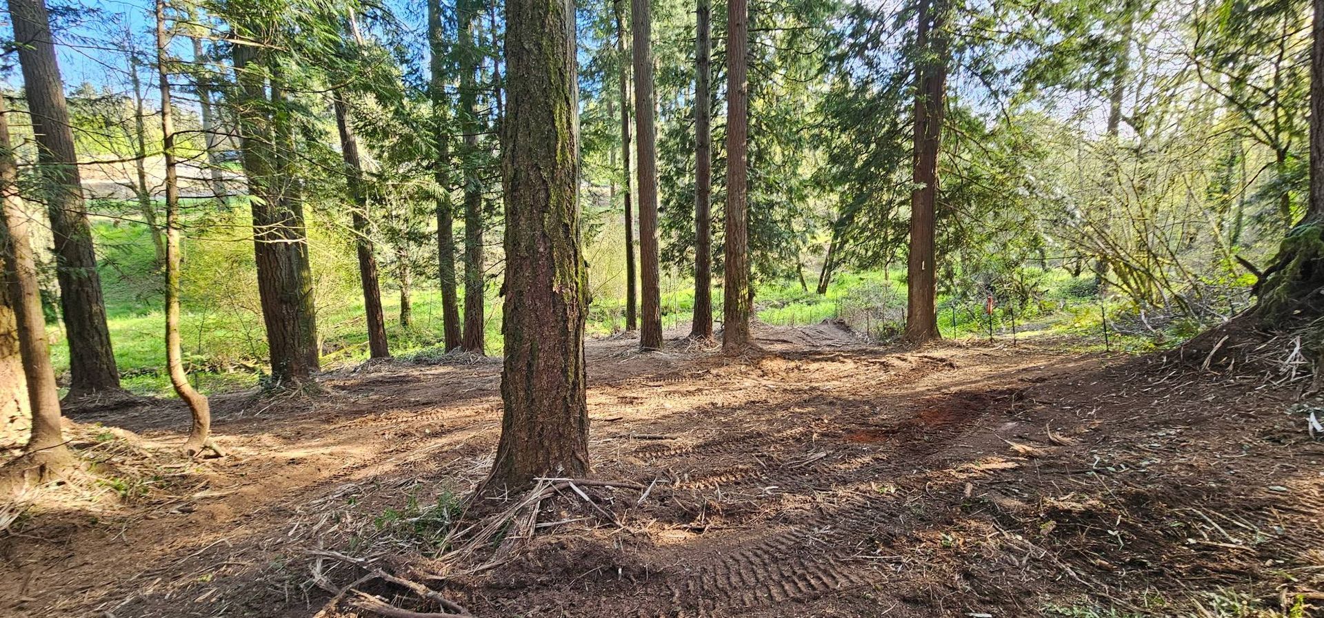 Sunny wooded area with tall trees, dry leaf-covered ground, and green field in the background