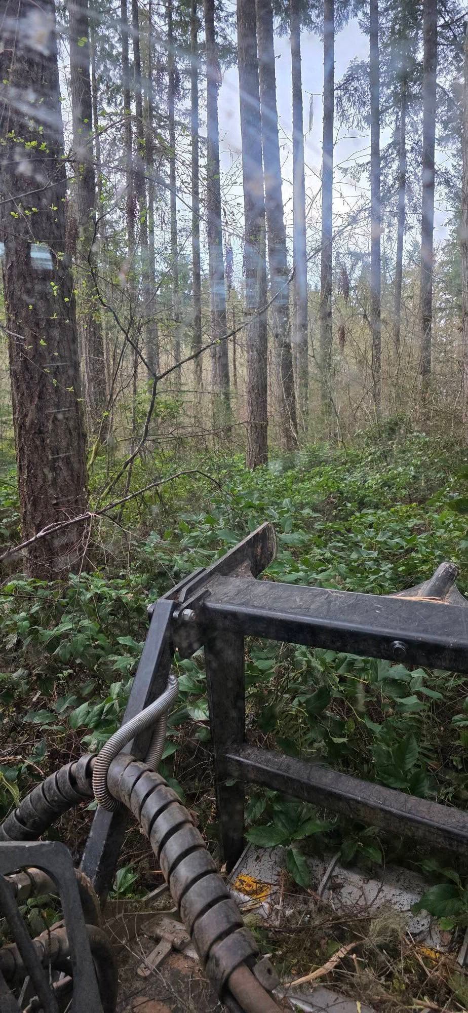 Rusty metal railing in a dense forest with tall trees and mossy ground