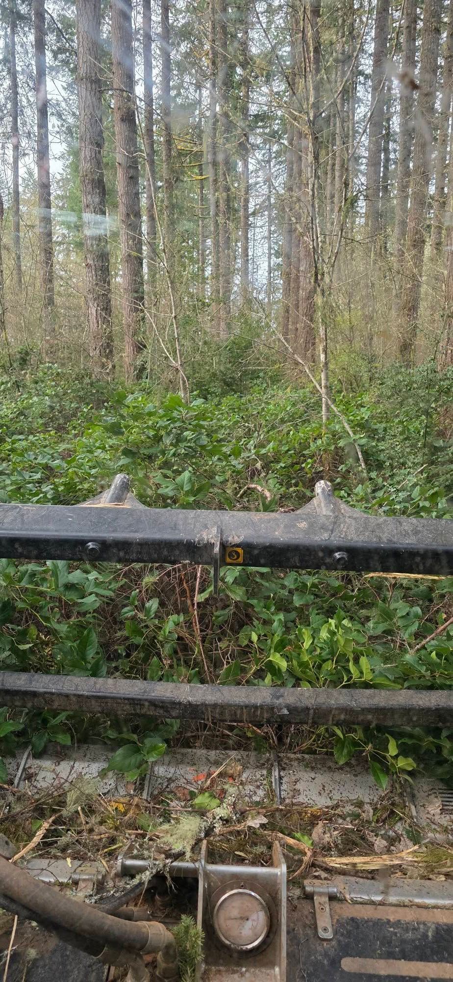 Wooded area behind a dark wooden fence with tall trees and green undergrowth