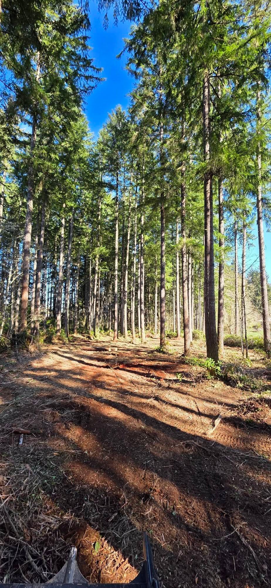 Sunlit forest with tall trees and a dirt path under a bright blue sky