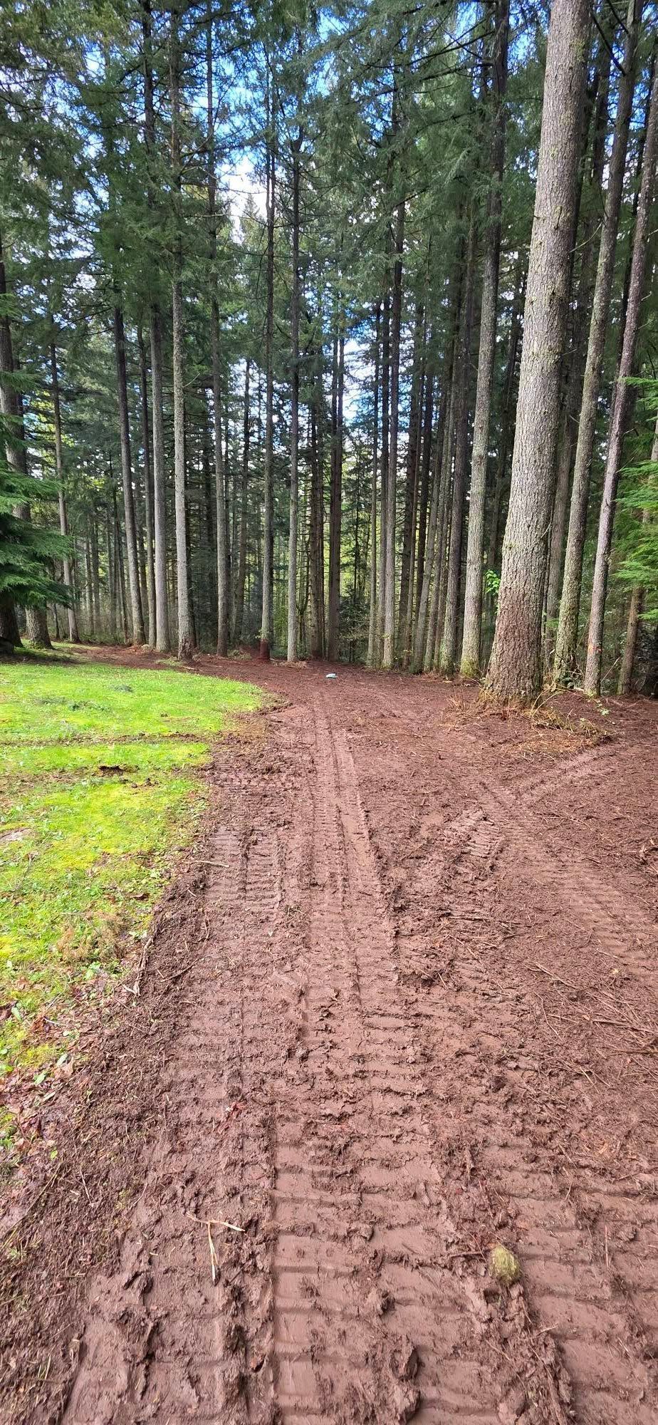 Mud trail through tall pine trees in a forest, with bright green grass along the left side.