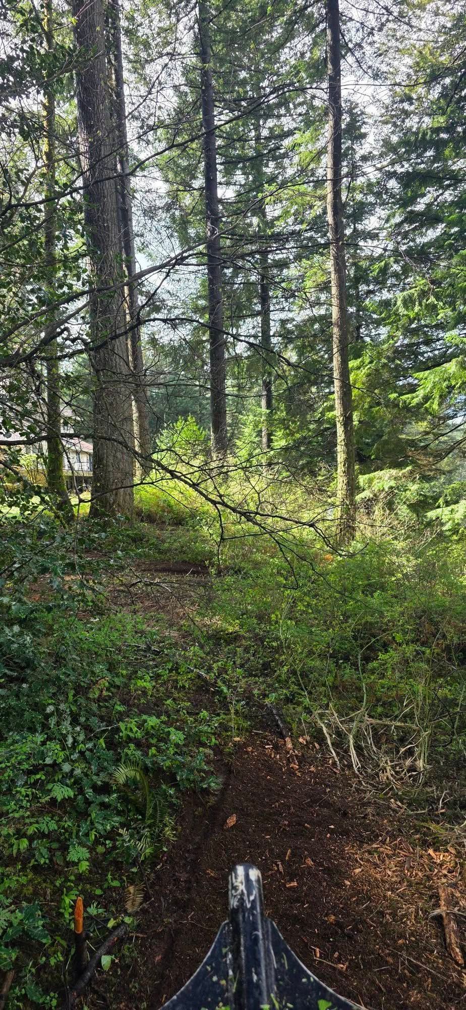 Forest trail view with tall pine trees, green undergrowth, and a path leading downhill