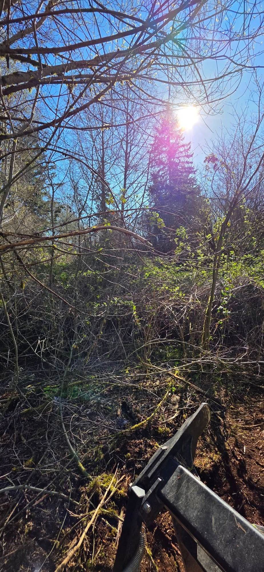 Sunlit wooded hillside with bare branches, dense shrubs, and a wooden fence in the foreground.