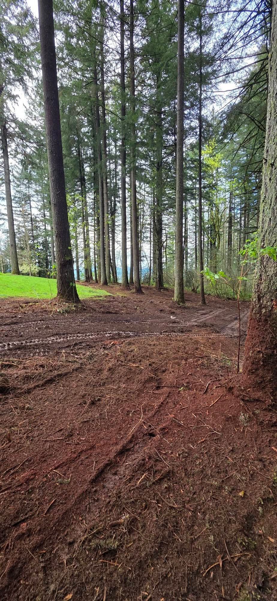 Forest path with tall pine trees, muddy ground, and bright green grass under overcast light