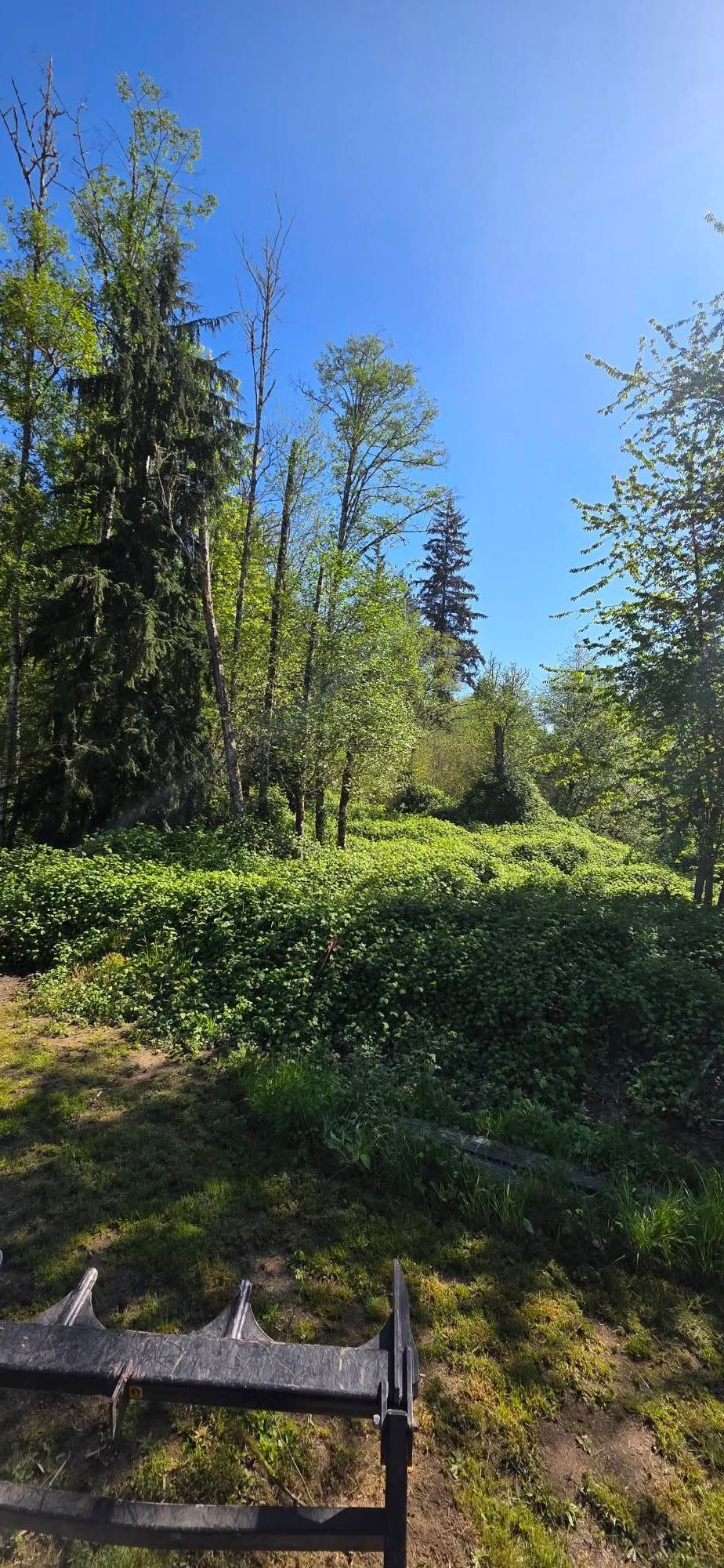 Sunny garden with tall green trees, dense shrubs, and a wooden bench in the foreground.