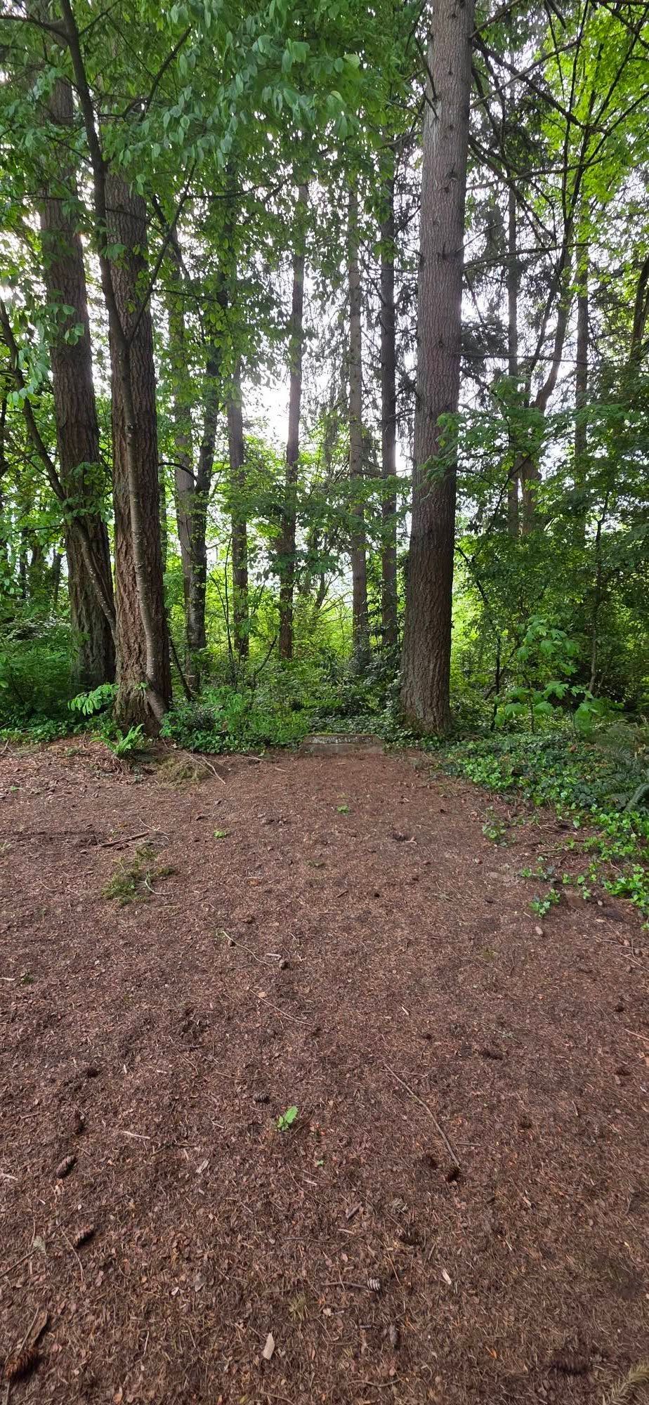 Wooded trail entrance with tall trees and a dirt path under overcast light