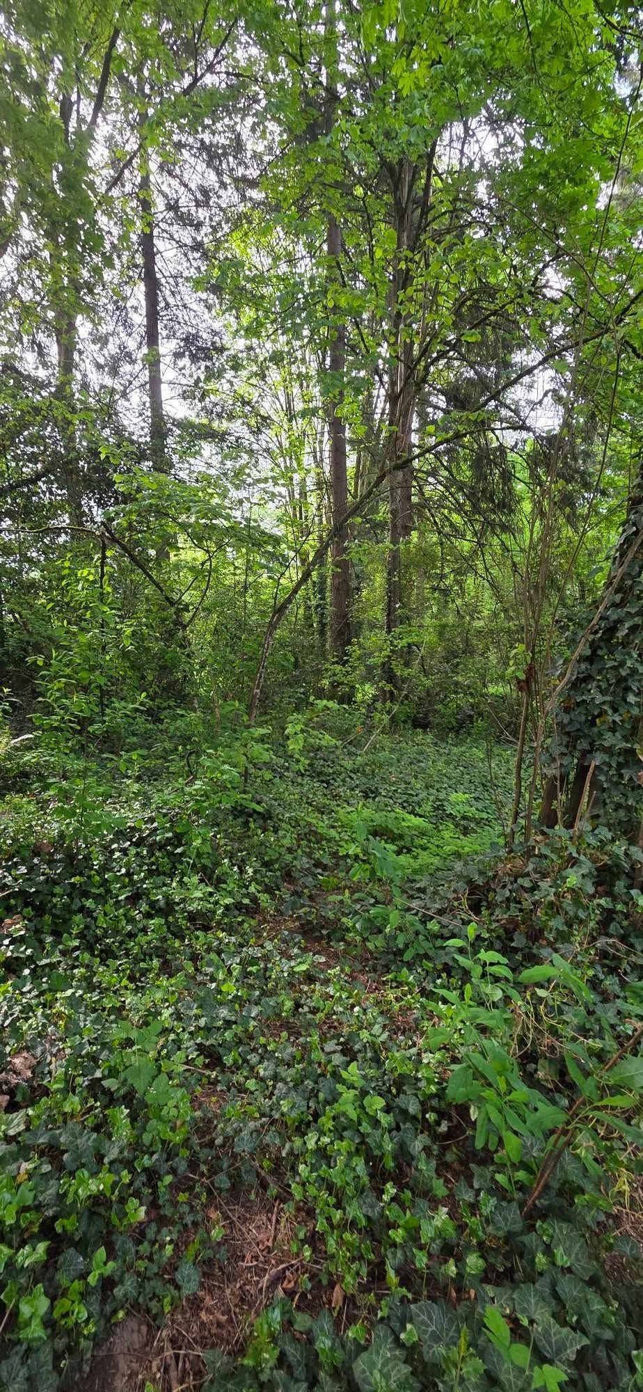 Dense green forest with tall trees and thick undergrowth on a muddy path