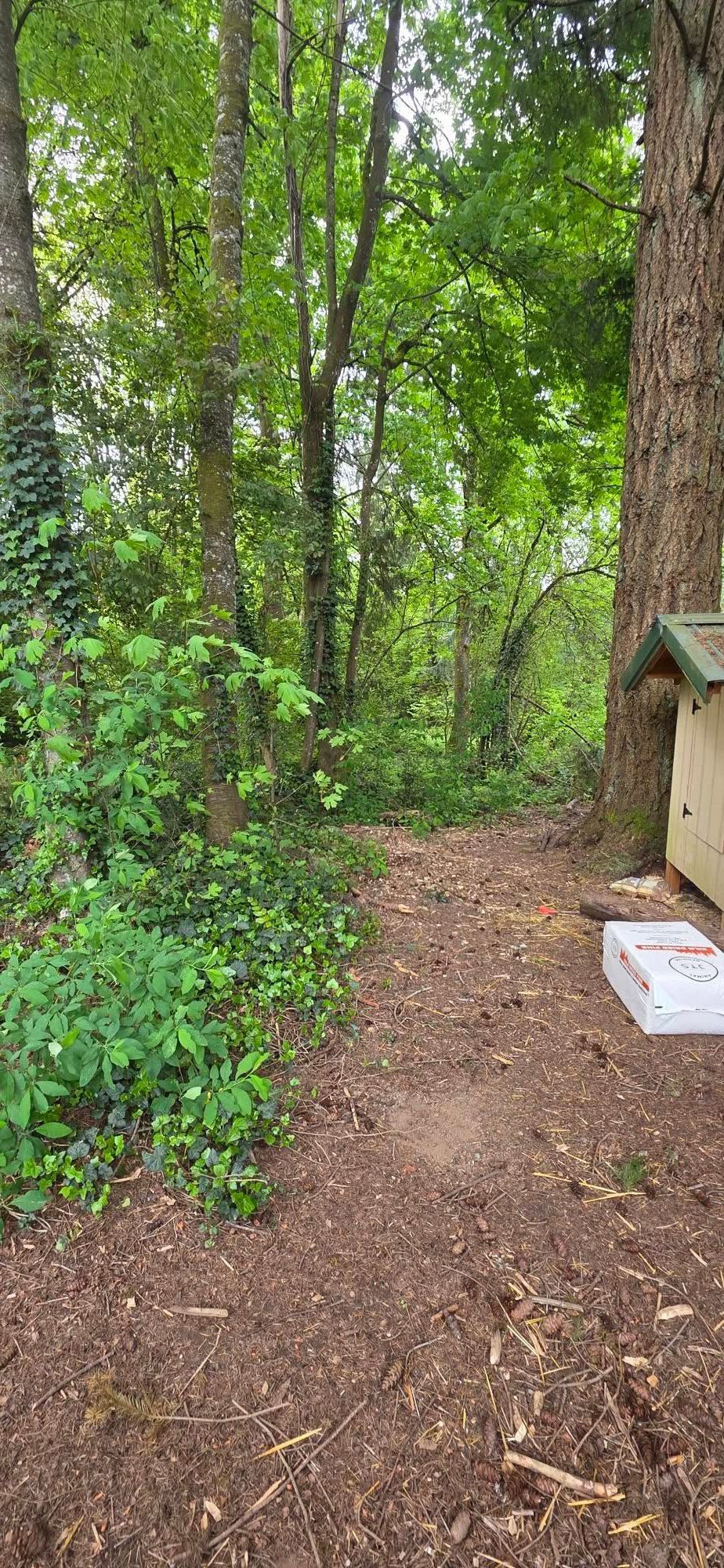 Wooded path beside a small shed, with dense green trees and a leaf-covered ground.