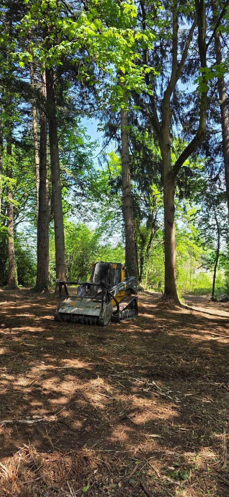 Small off-road utility vehicle parked among tall trees in a shaded wooded area