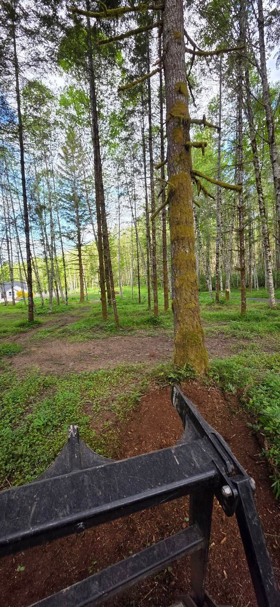 Wooded path with tall trees and green undergrowth, seen past a dark metal railing in the foreground