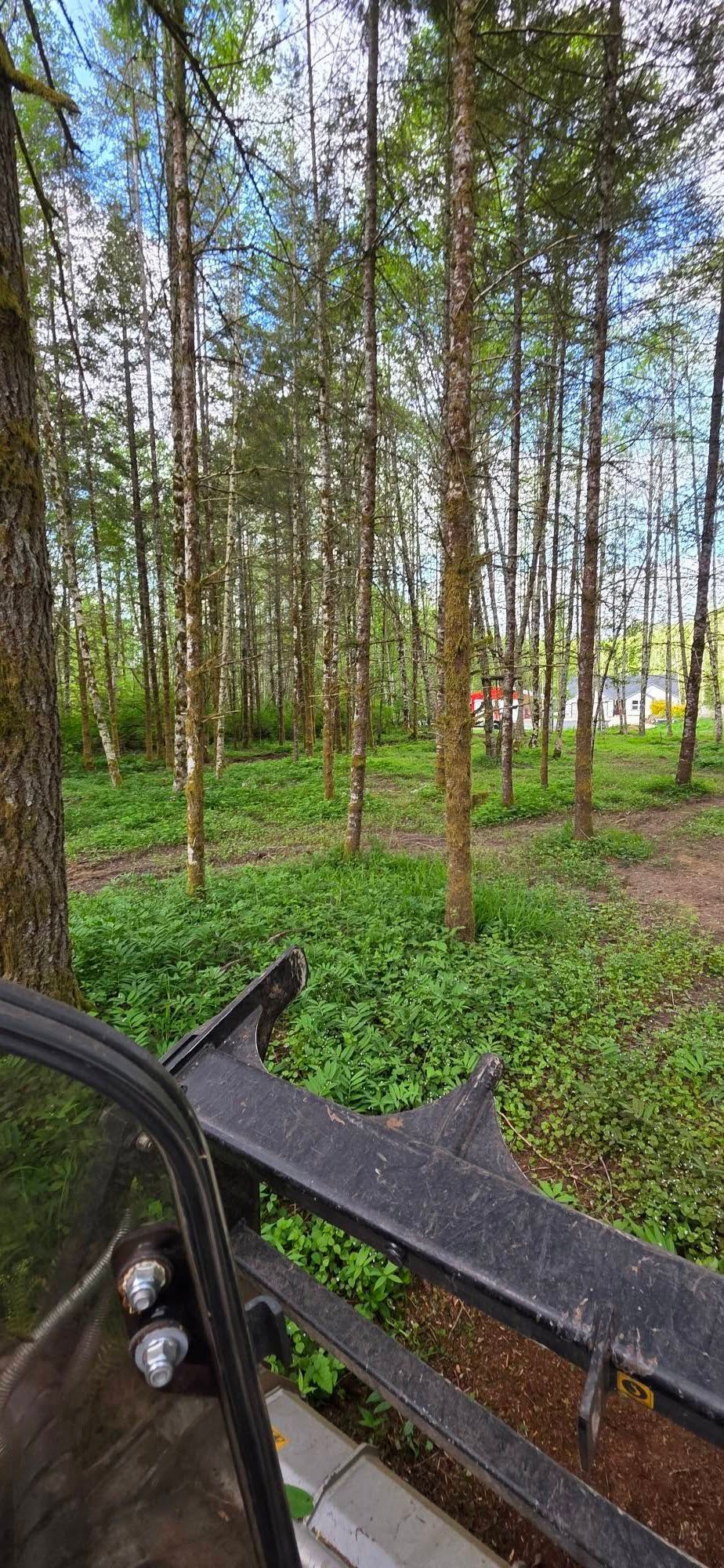 Wooded park with tall thin trees, green ground cover, and a black bench in the foreground