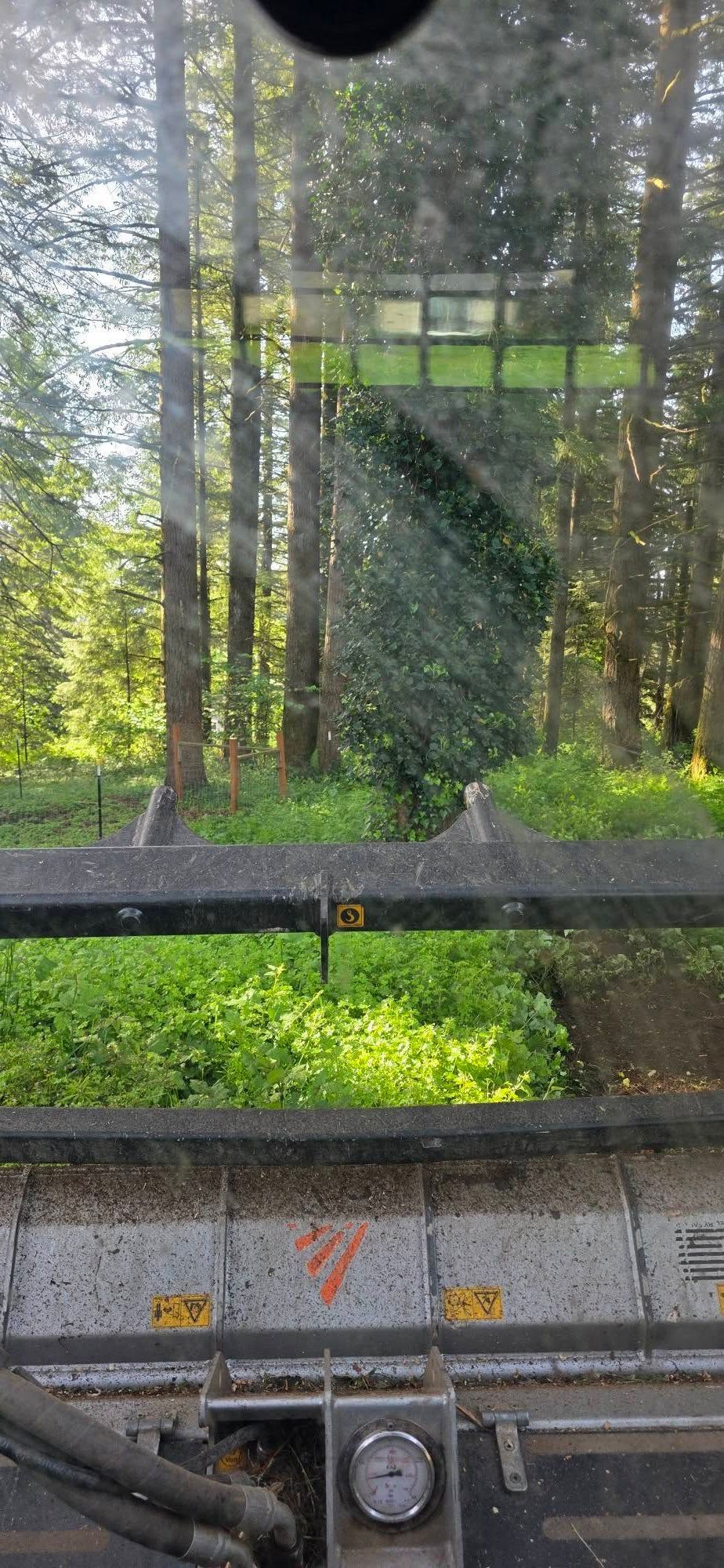 Rain-speckled window view of a forest with a dark railing and bright green plants below
