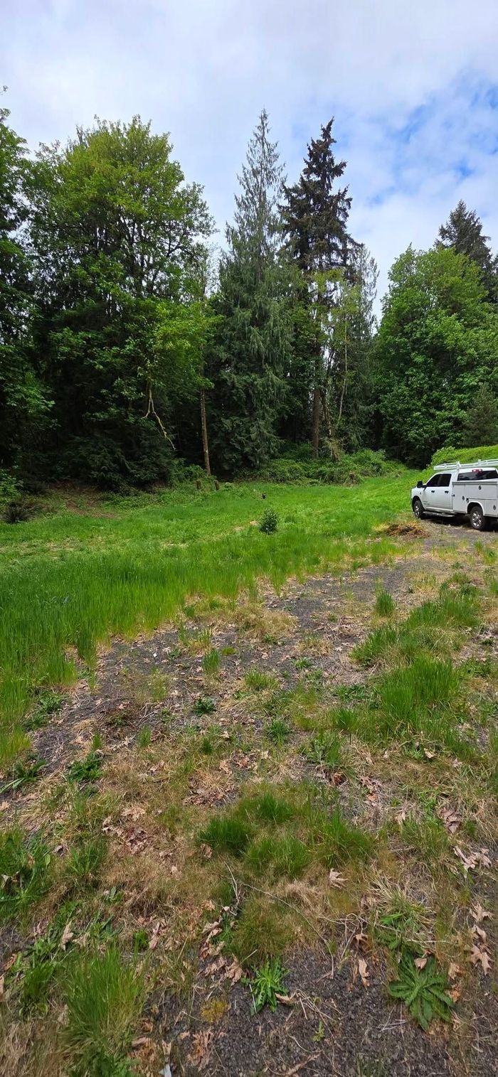 Grassy roadside clearing beside dense green trees, with a white car parked at the right edge.