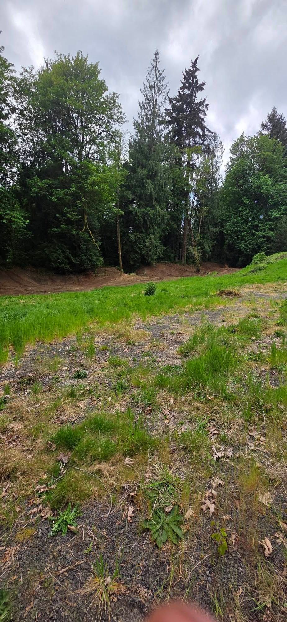 Grassy woodland clearing with trees under a cloudy sky