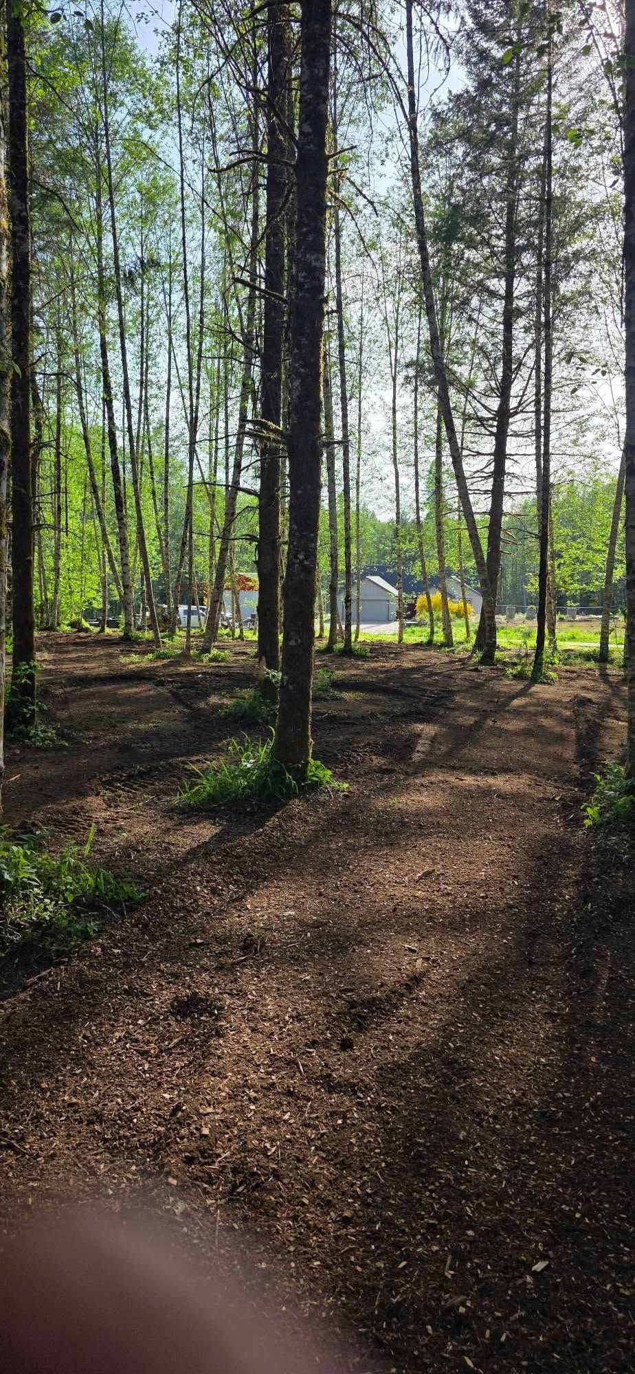 Sunlit forest trail with tall trees and a small white cabin in the distance