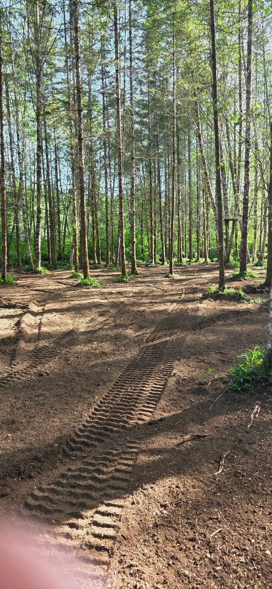 Sunlit pine forest with a dirt path and tire tracks