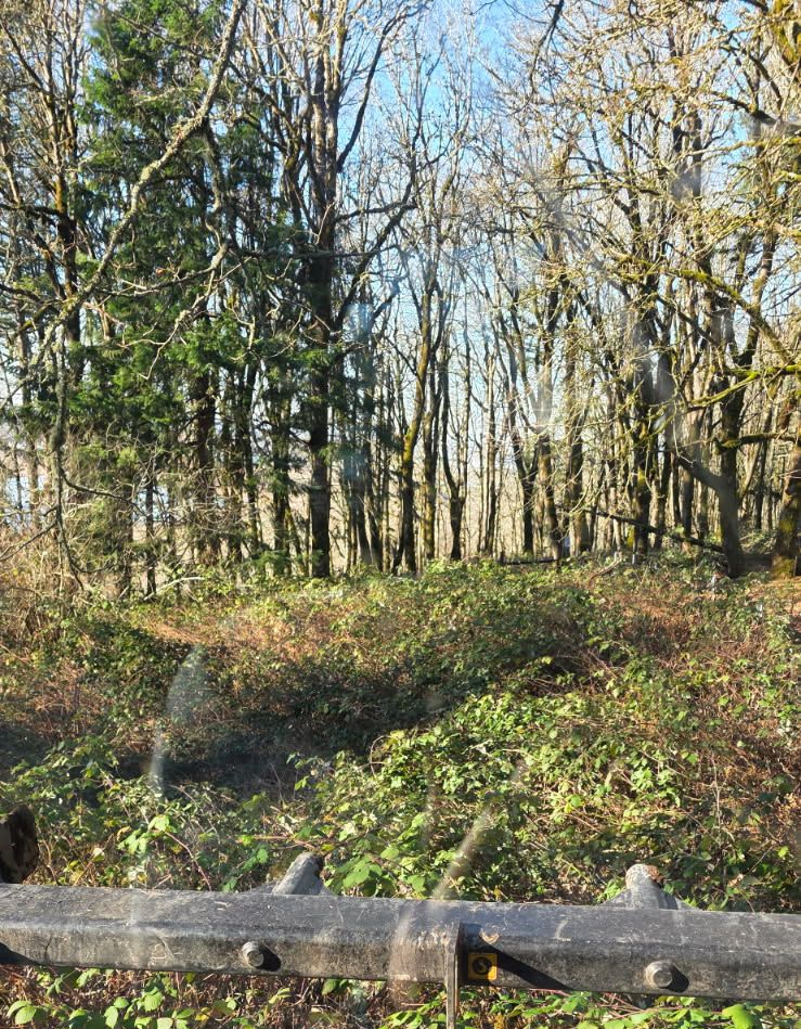 Wooded area with leafless trees, green undergrowth, and a roadside guardrail in the foreground