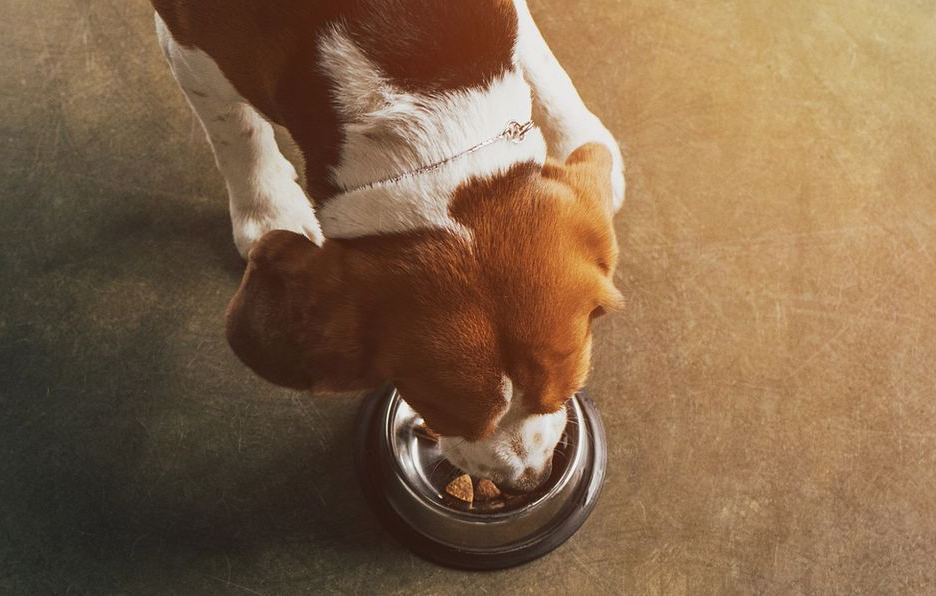 Un cane di tipo beagle marrone e bianco che mangia cibo da una piccola ciotola di metallo su un pavimento grigio.