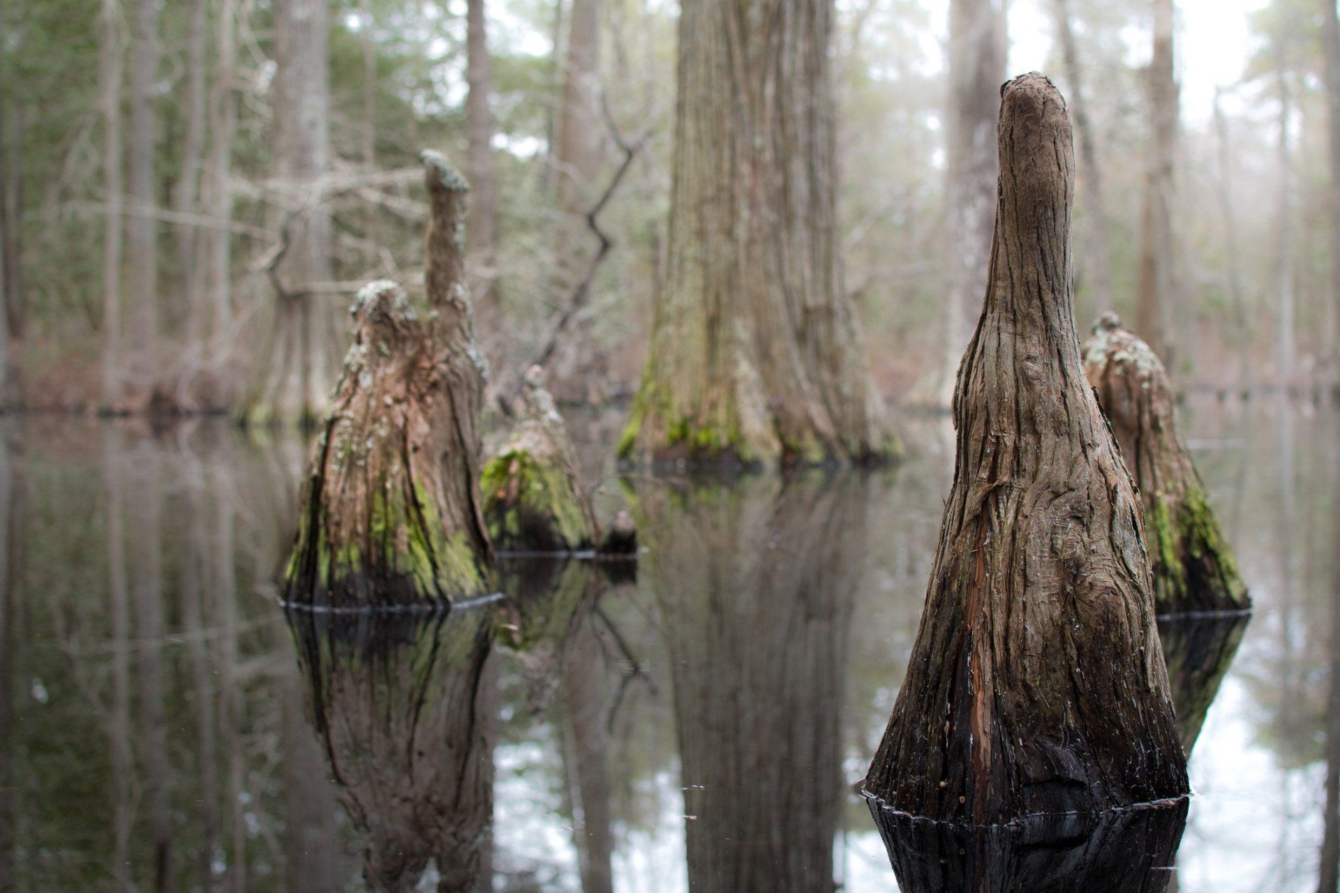 Swamp with cypress tree knees emerging from dark water, trees in the background, overcast.