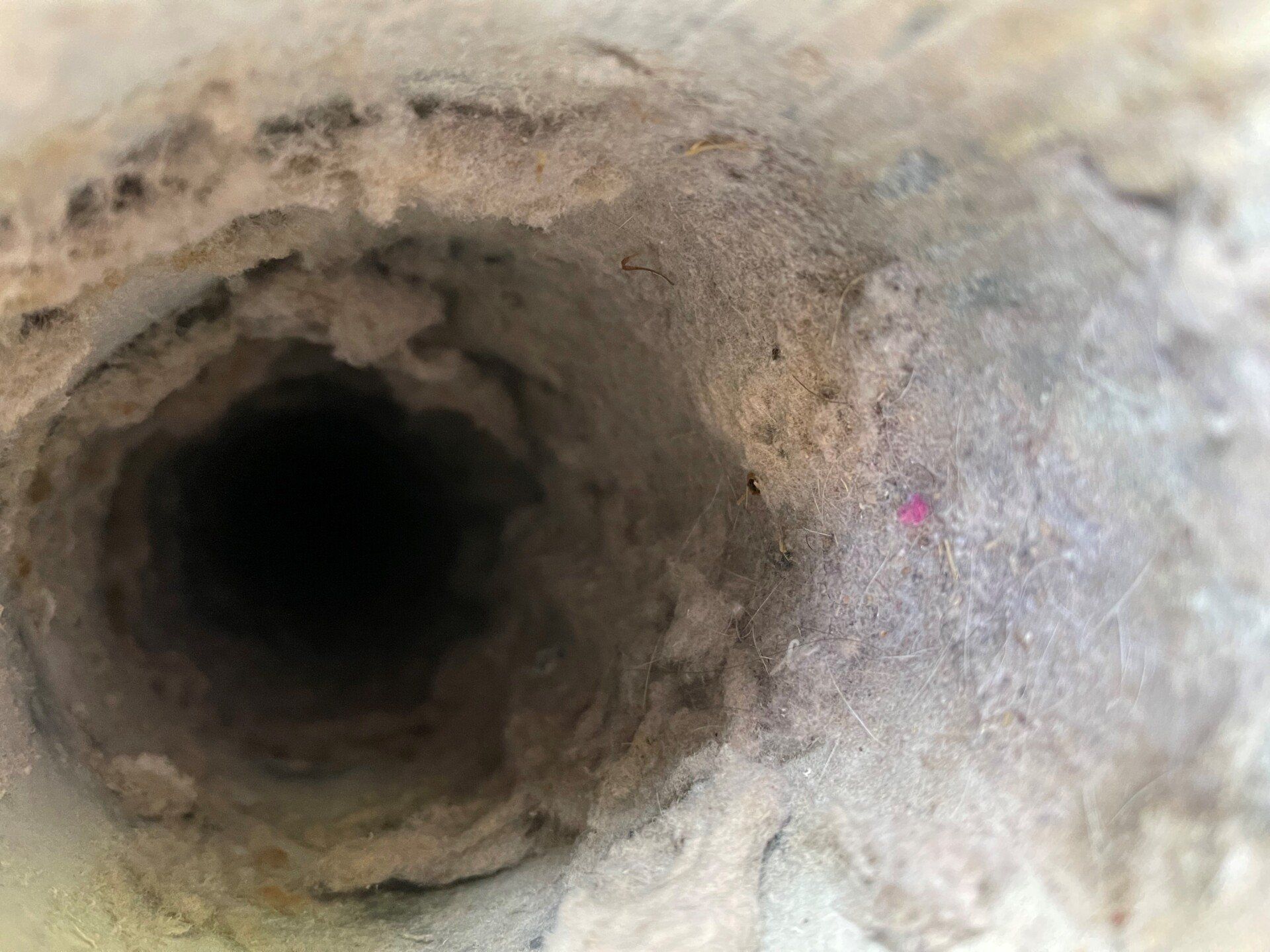 Close-up of a small, dark hole surrounded by fibrous, light-colored material.