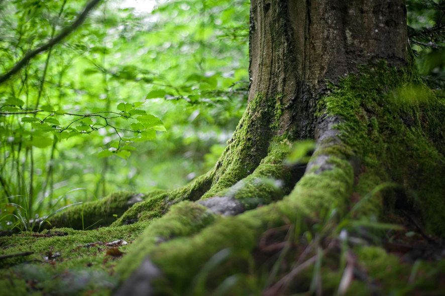Moss-covered tree roots in a lush green forest floor beneath a large tree trunk