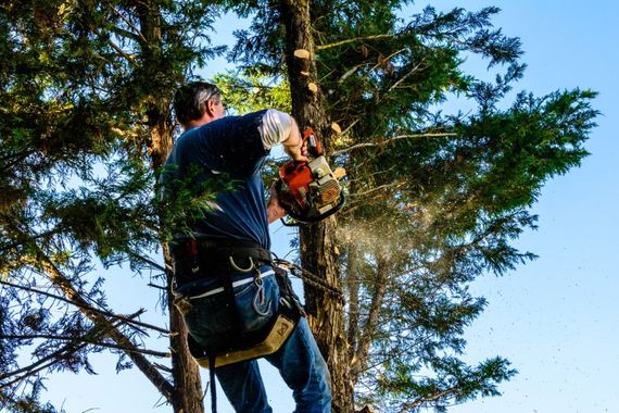 An image of Tree Service in Camas, WA