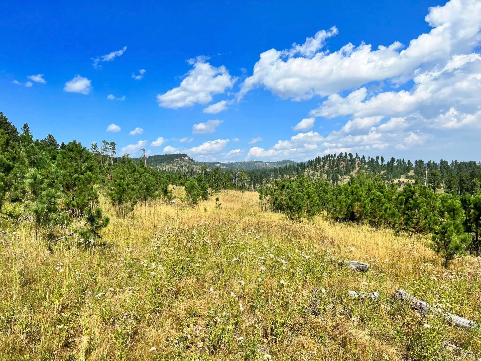 a grassy field with trees in the background and a blue sky with clouds
