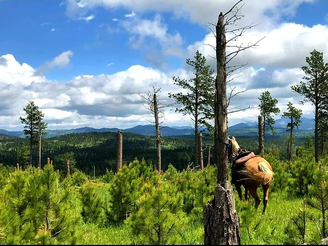 a horse is standing in a field with trees in the background .
