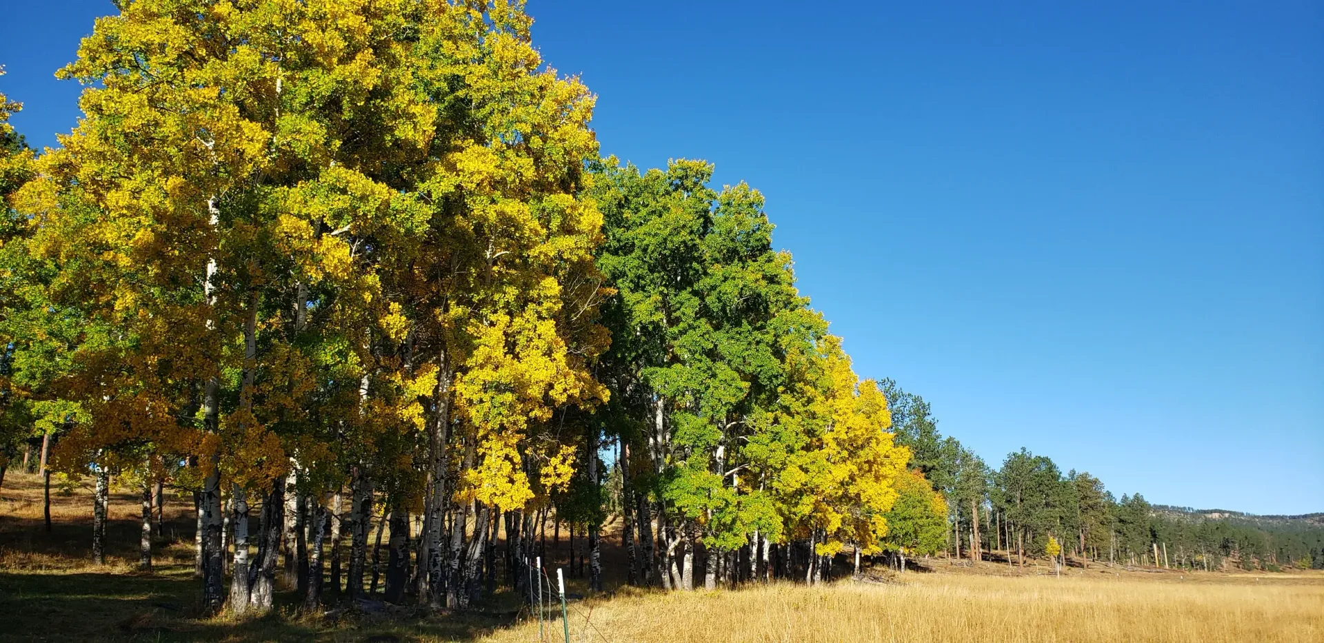a row of trees with yellow leaves in a field .