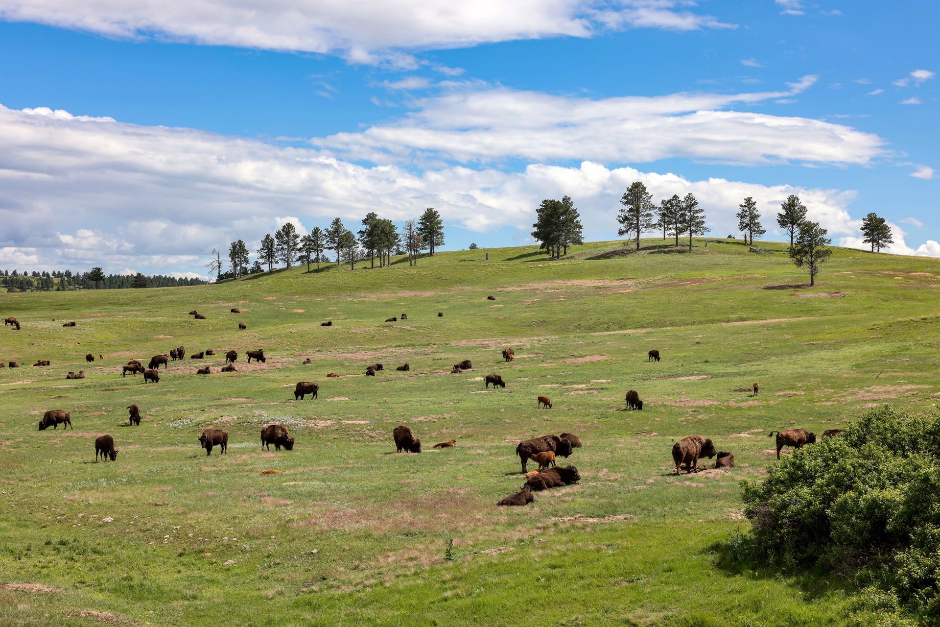 a herd of bison are grazing in a grassy field .
