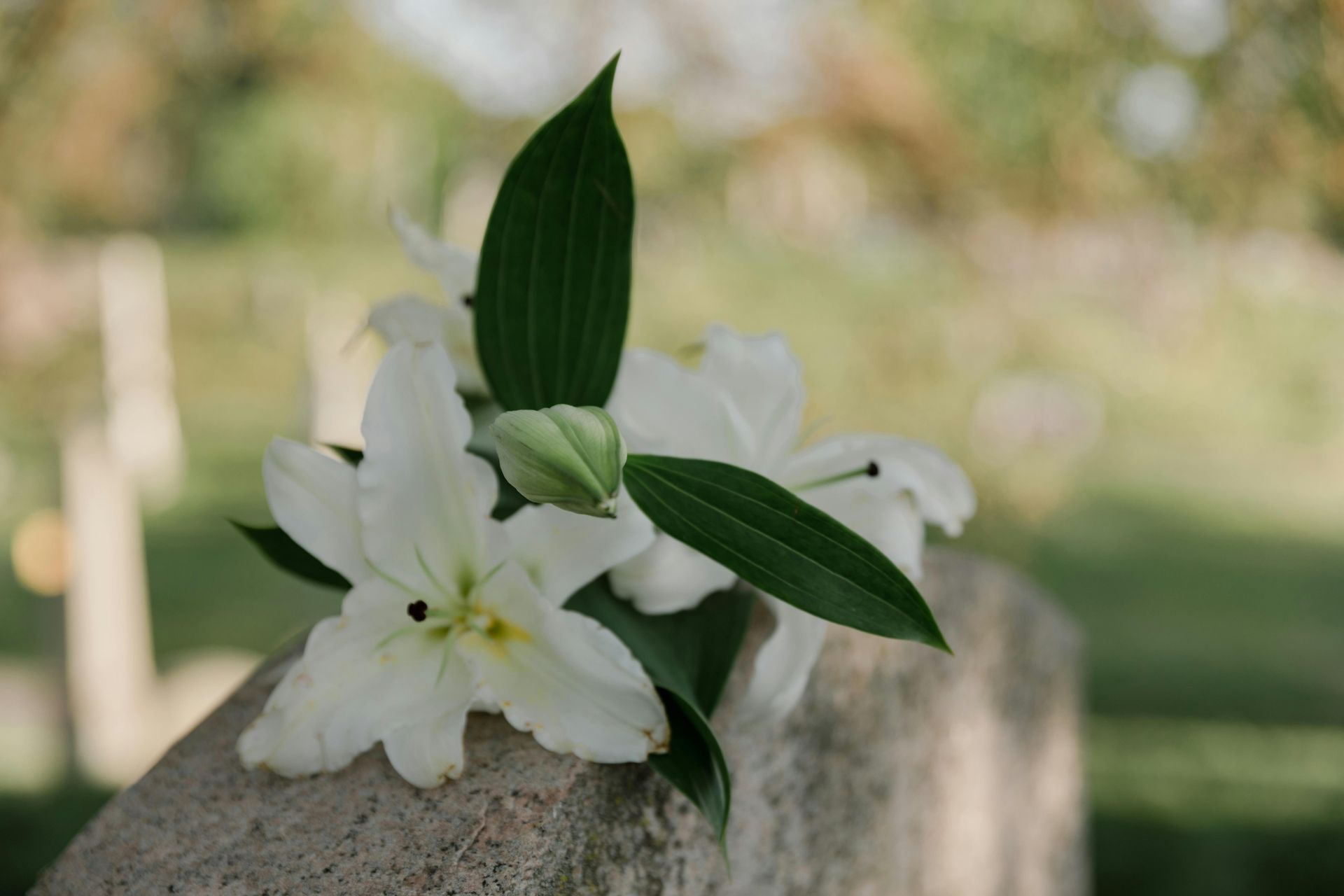 Funeral Flowers and Their Meanings