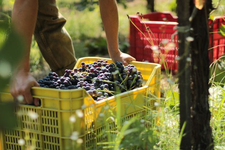 Harvest time; man's hands lifting basket of grapes