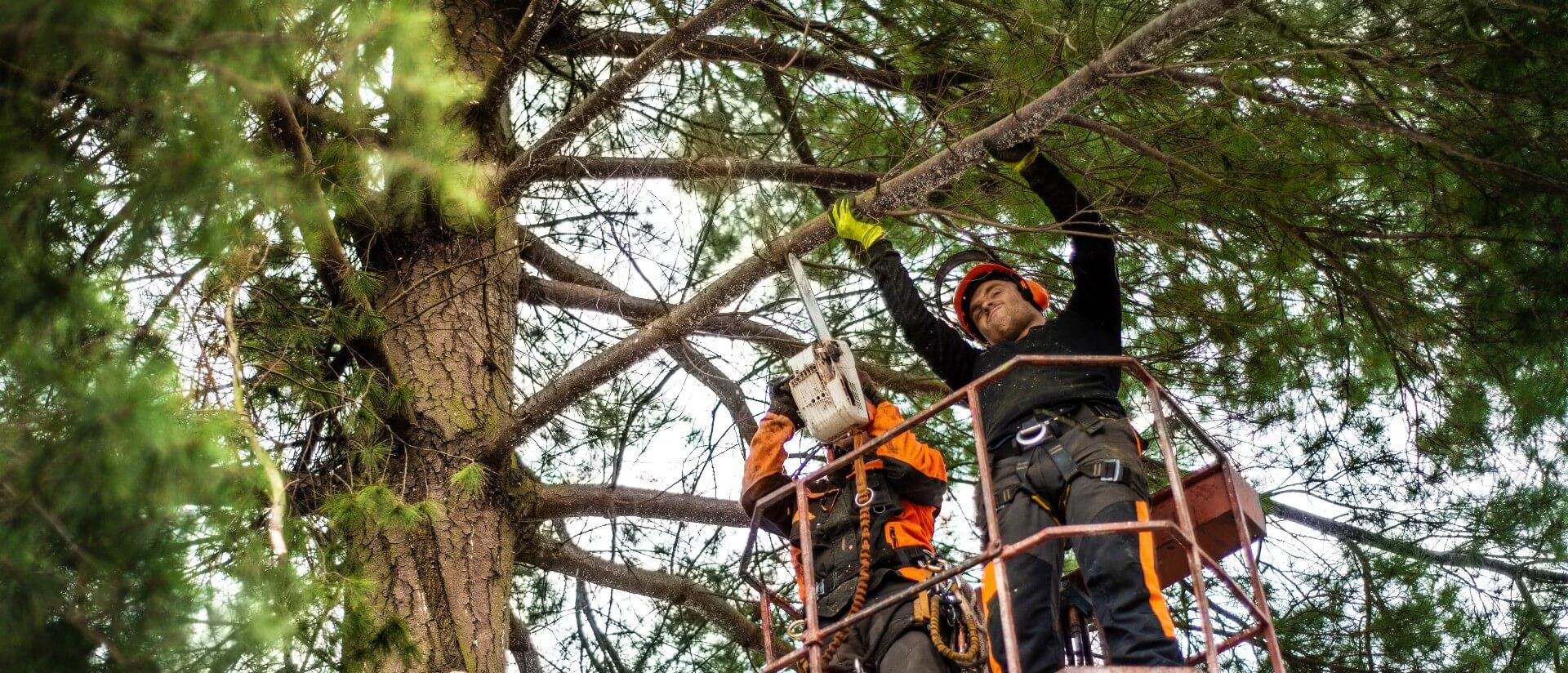 How Much Do Arborists Charge And Do I Really Need One 