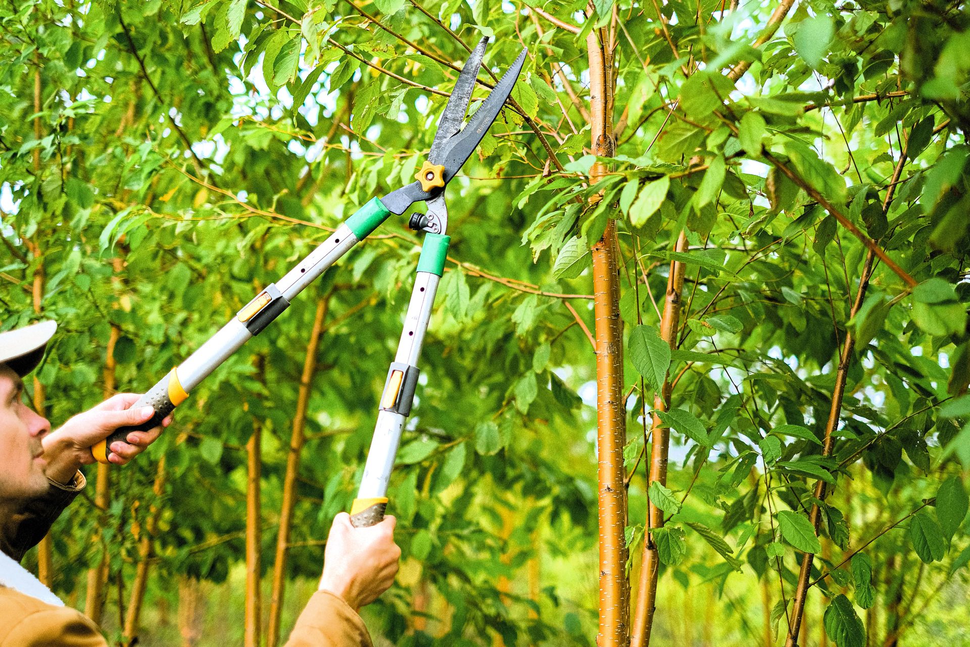 5 Must-Have Tree Pruning Tools