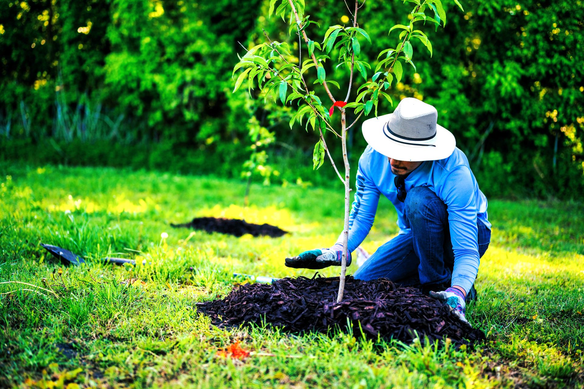 How to Fertilize Your Trees